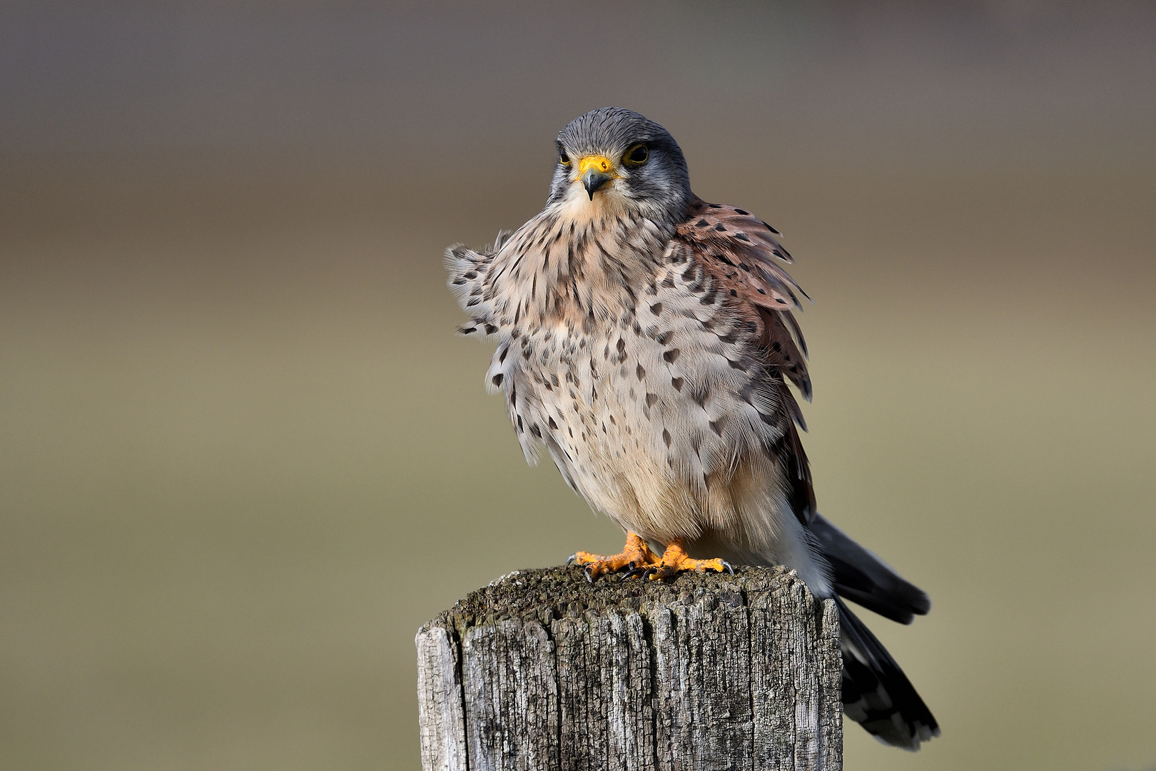 4) Relaxen im Wind