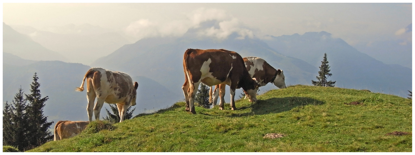 4 Rinder auf der Höh´