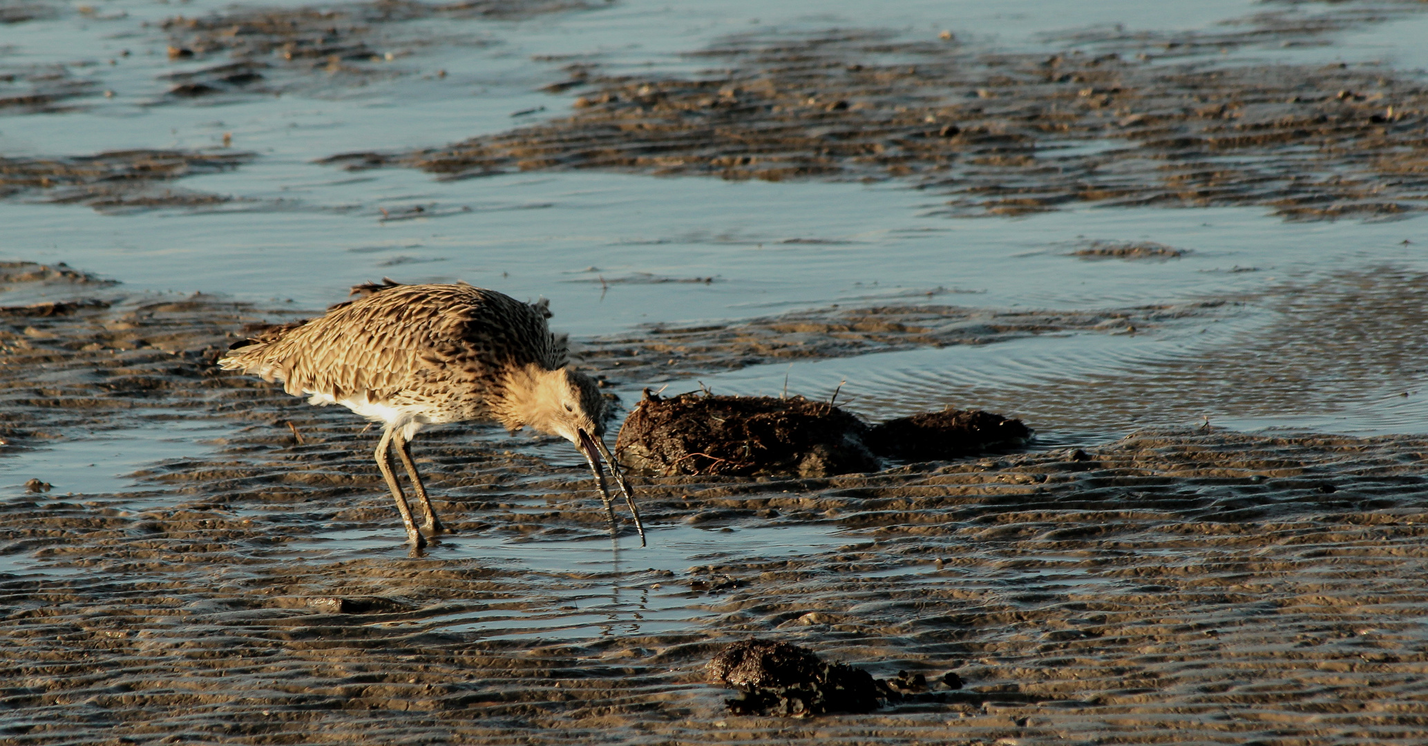 (4) Rostbrachvogel