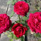 4 rote Rosen