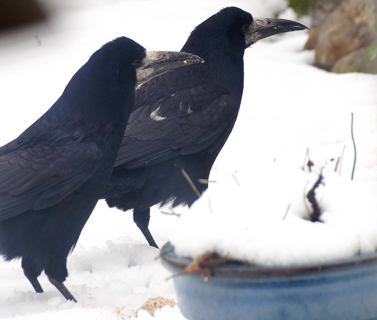 (4) Saatkrähe (Corvus frugilegus) 