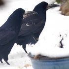 (4) Saatkrähe (Corvus frugilegus) 