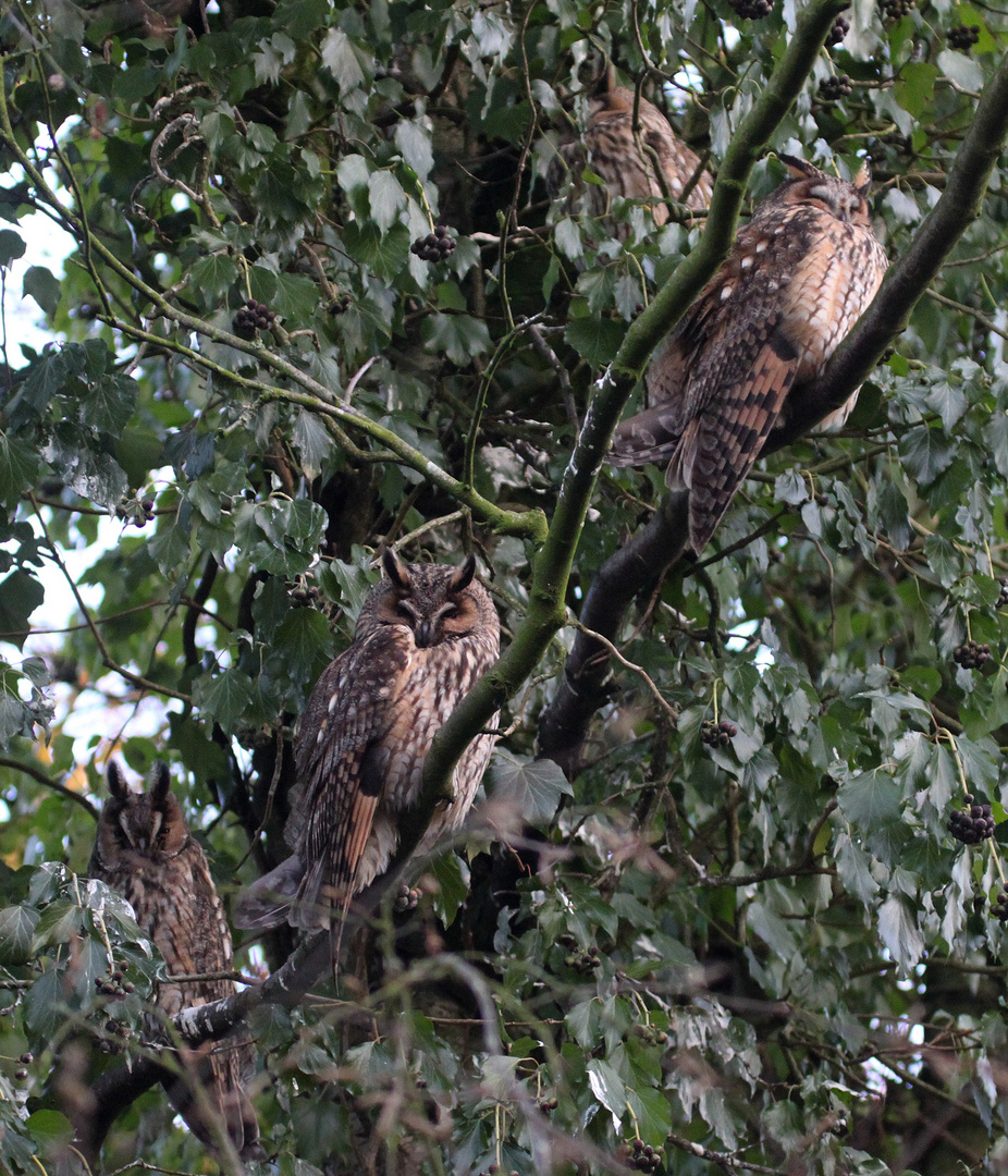 4 Schläfer