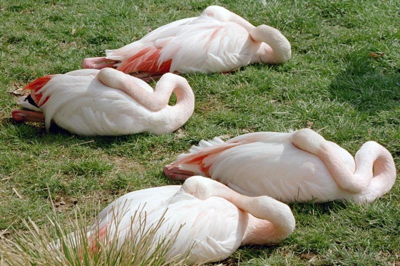 4 schlafende Flamingos