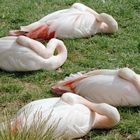 4 schlafende Flamingos