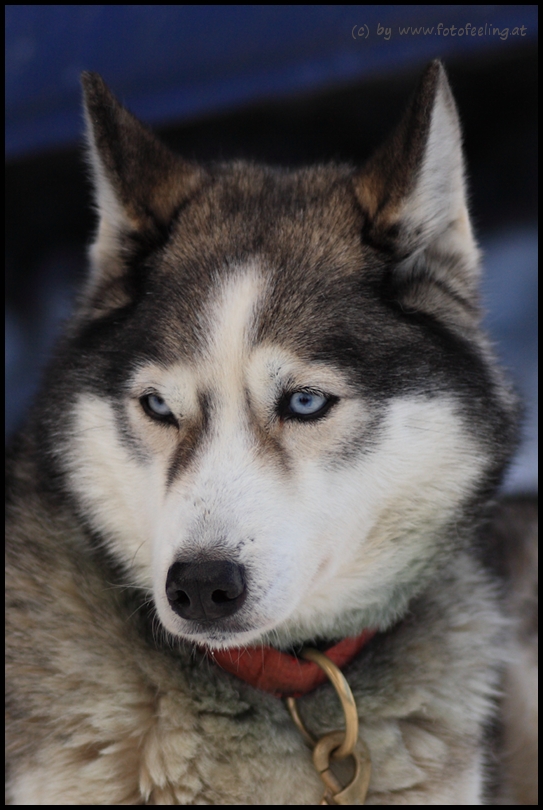 #4 Schlittenhunderennen Haidmühle