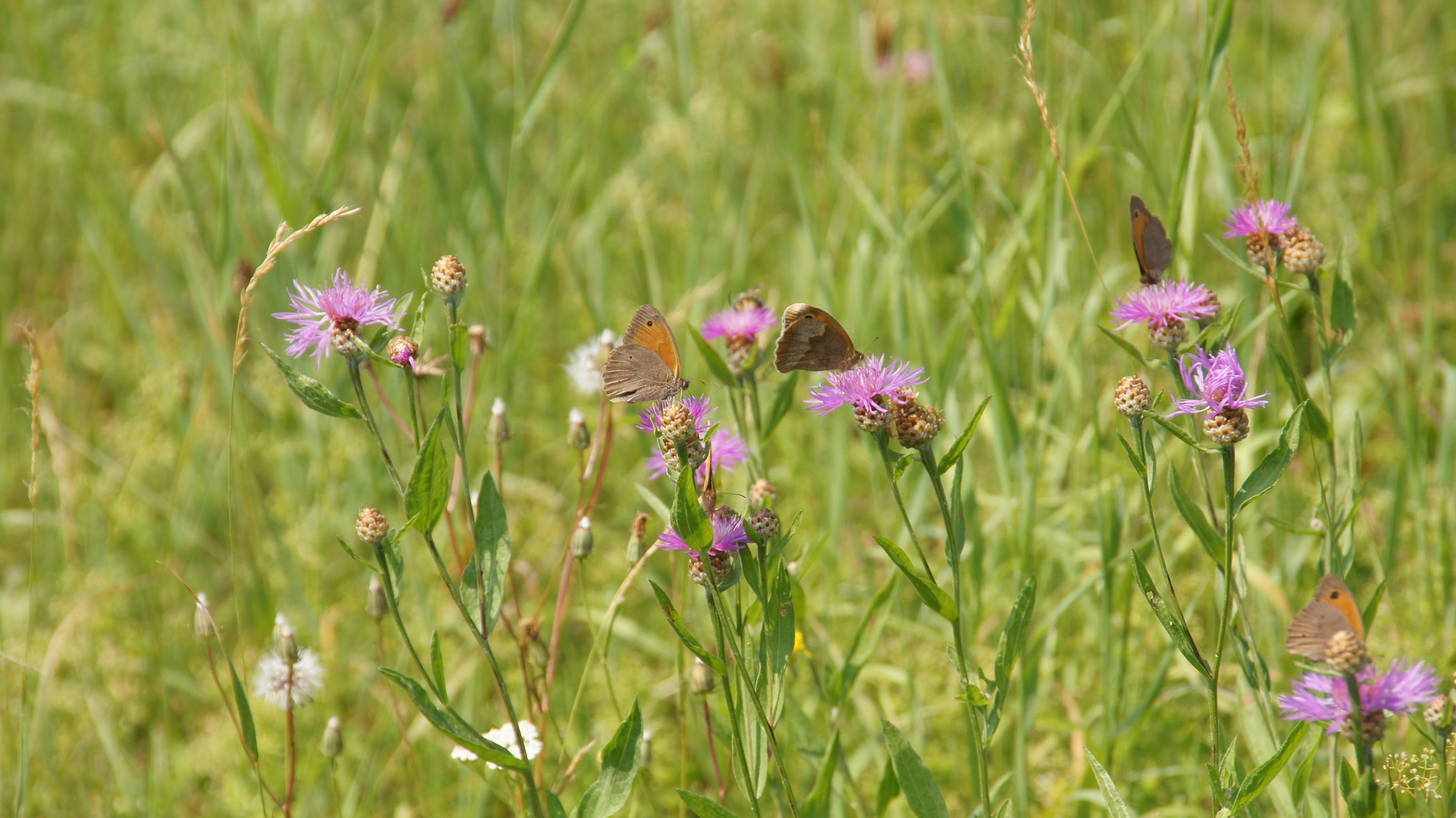 4 Schmetterlinge