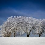 4 Schnee-bedeckte Buchen machen noch keinen Winter...