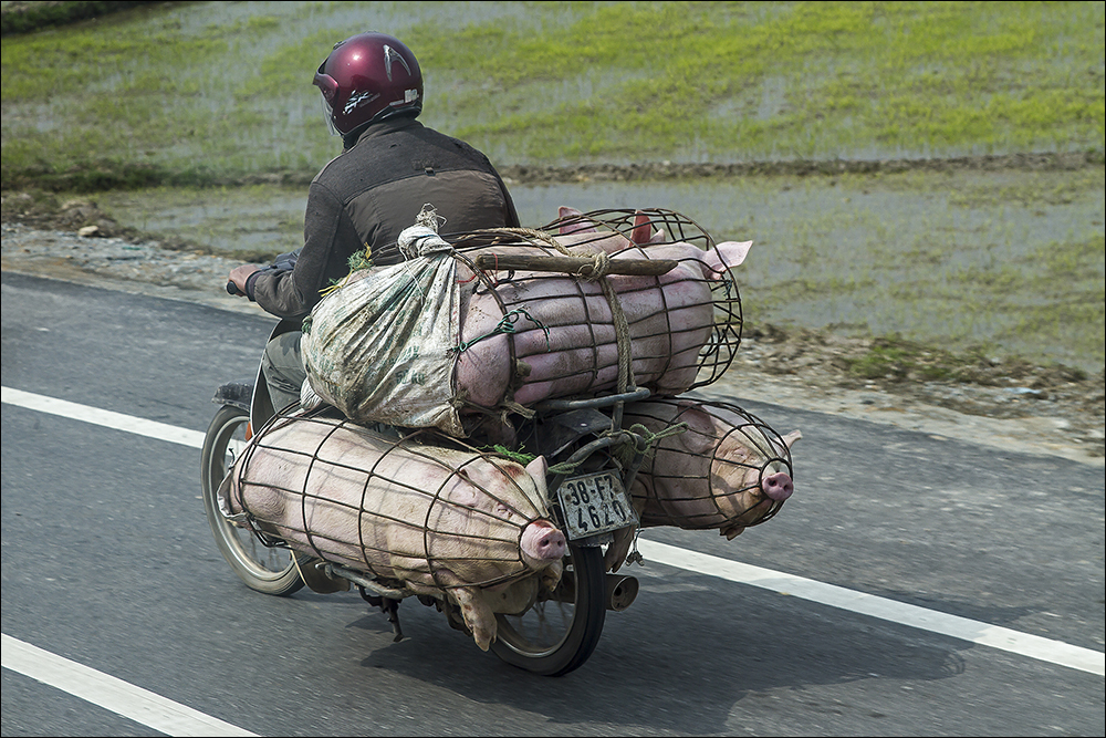 4 Schweine auf einem Moped