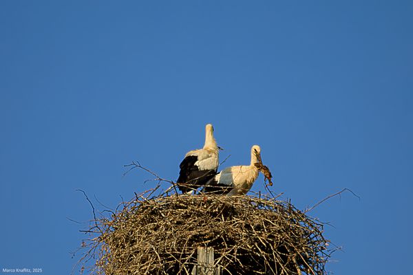4 - Sequenza dall'attesa alla merenda ed infine alle prove di volo