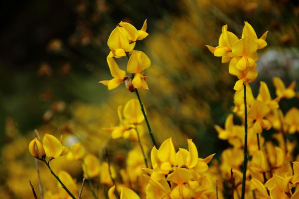 4 Sessarego - Ginestre