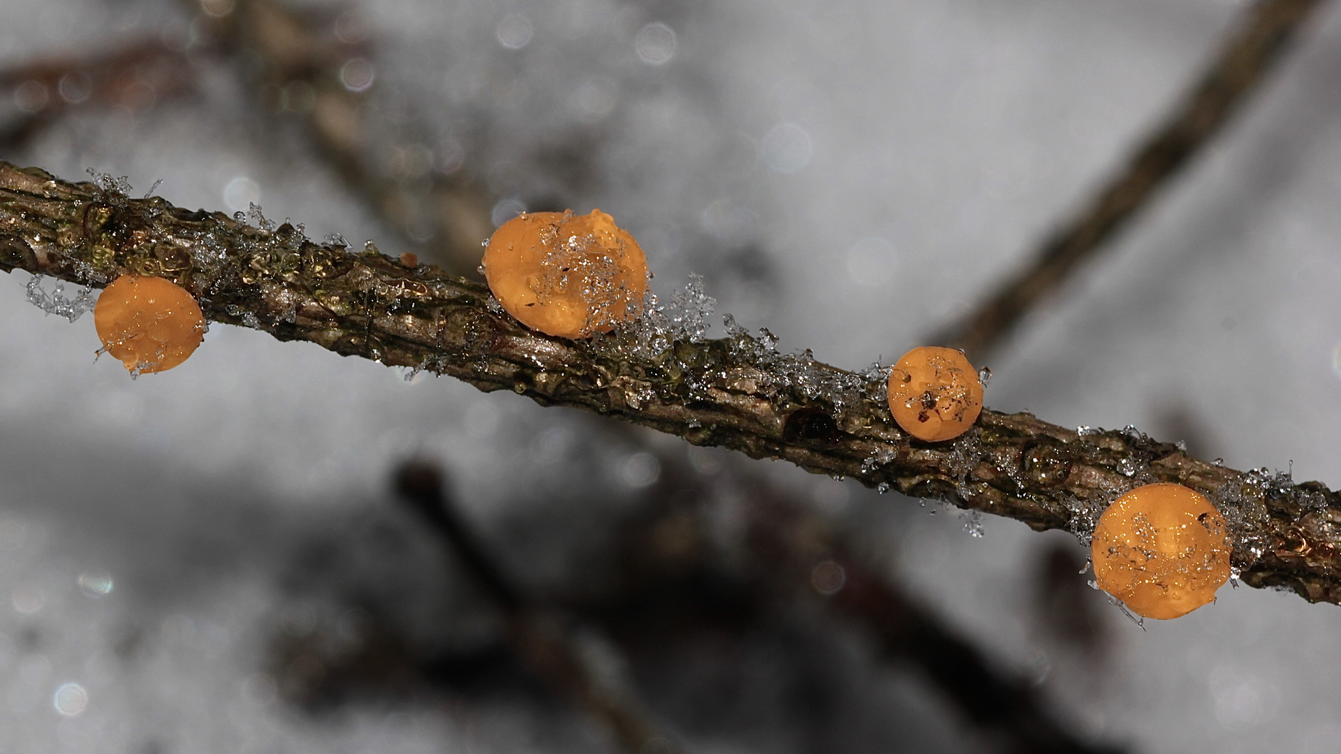 (4) SONNTAGSRÄTSEL vom 4.2.18 - Roter Tannenbecherling (Pithya vulgaris)