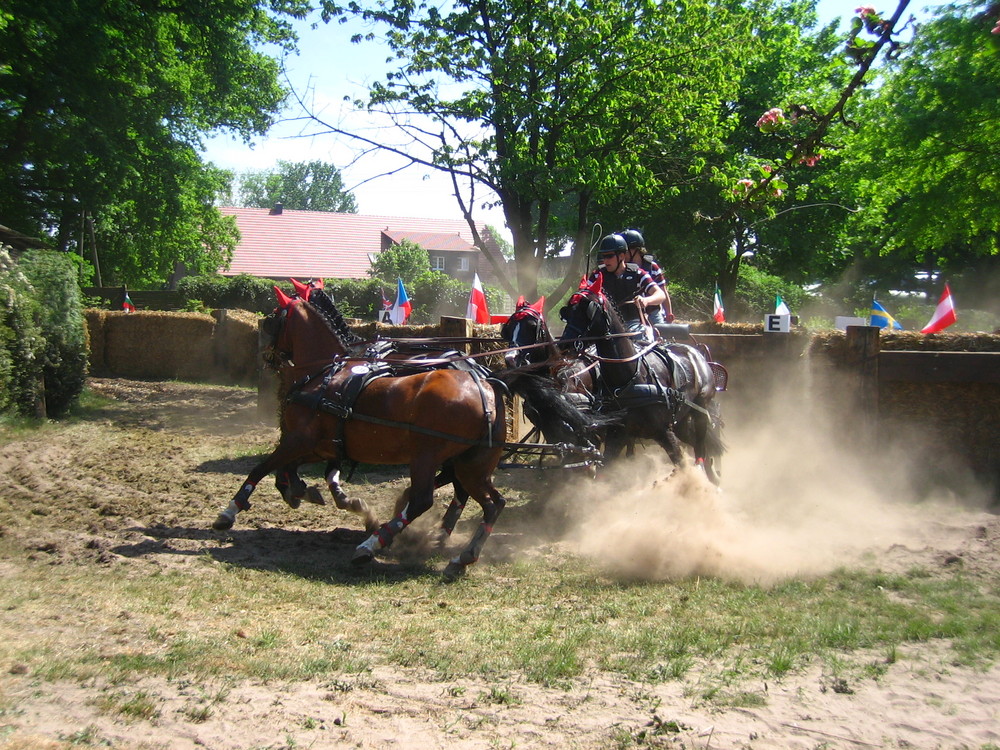 4-Spänner Pony Geländeprüfung