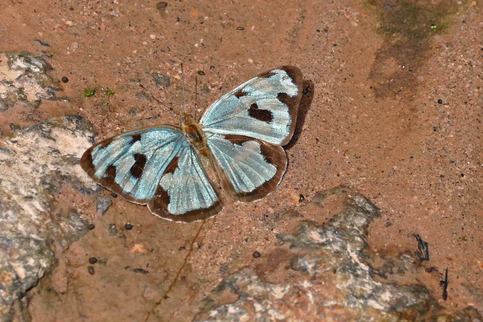  4-spot Green Sailor , Dynamine postverta