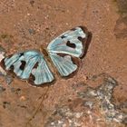  4-spot Green Sailor , Dynamine postverta