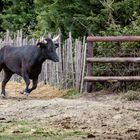 4 Taureau qui se fait séparer du reste du troupeau