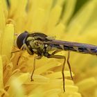 4 Tausendstel Gramm gut geschützt