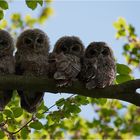 4 Tawny owls