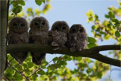 4 Tawny owls