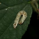 (4) Thyatira batis, die Roseneule (Fam. Drepanidae, Sichelflügler)