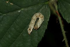 (4) Thyatira batis, die Roseneule (Fam. Drepanidae, Sichelflügler)