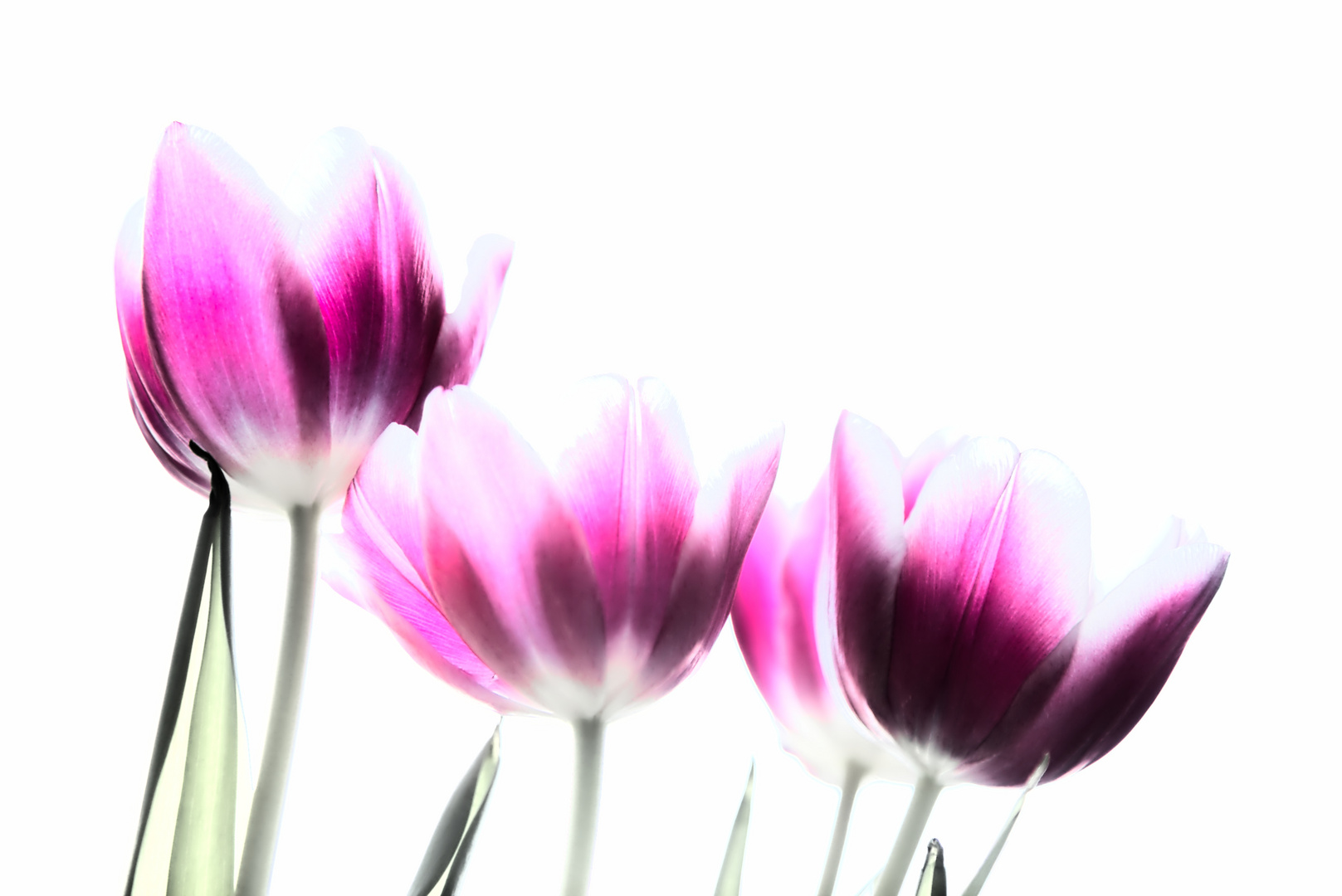 4 Tulpen