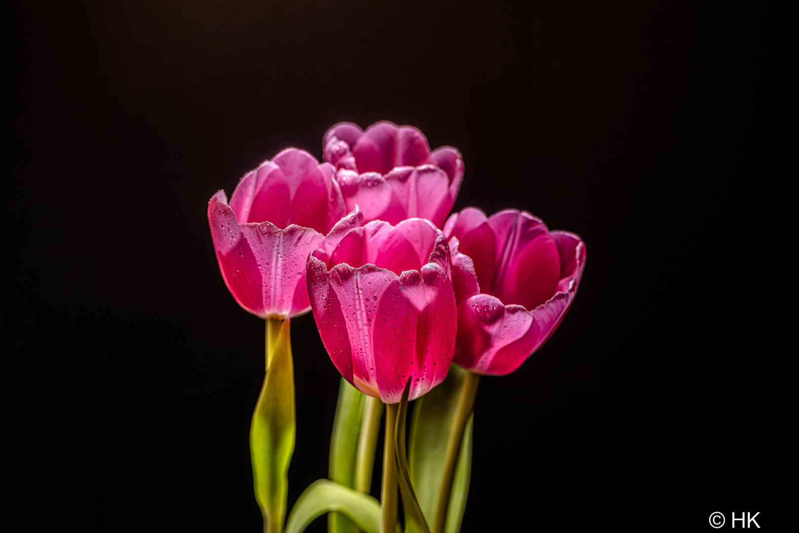 4 Tulpen zum 3 Februar..