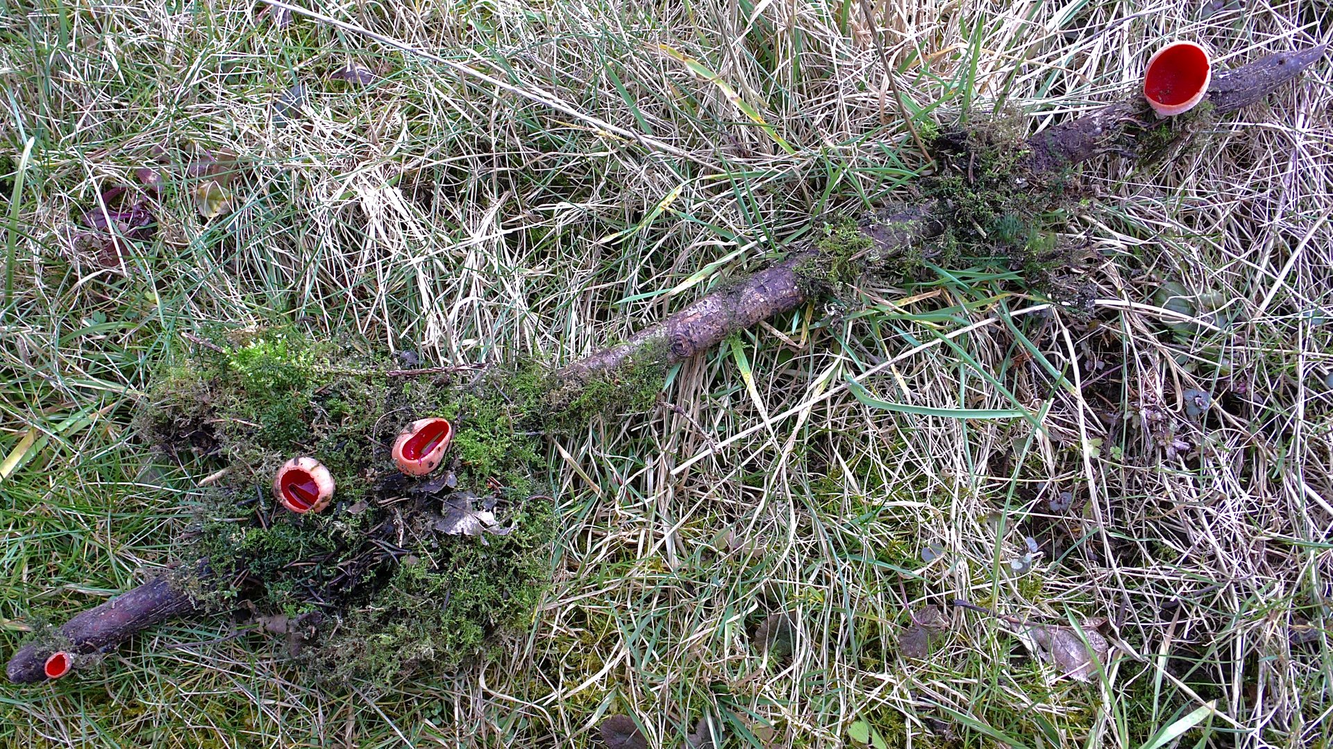 (4) Und so hab ich Sarcoscypha austriaca bekommen: ...