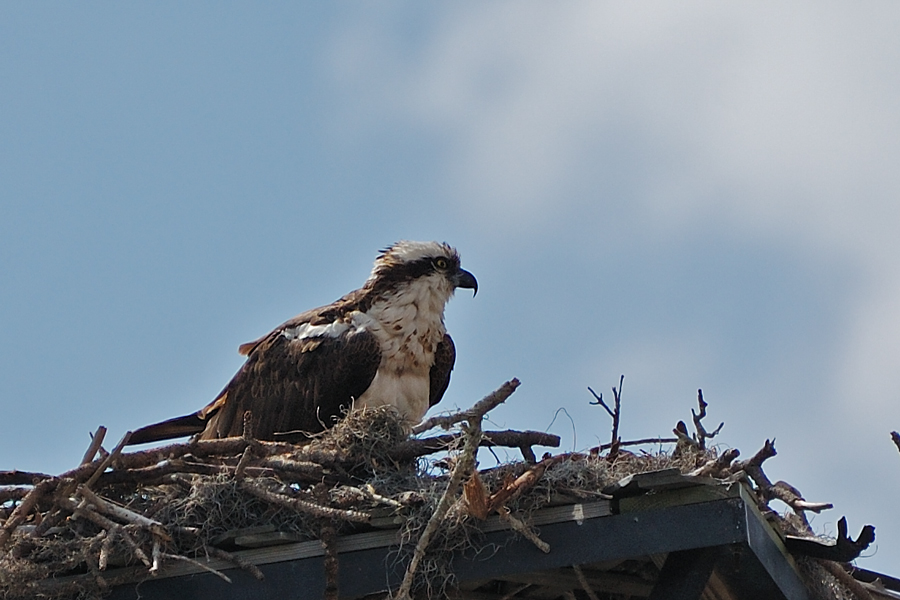 (4) Vom Boden aus ist die Einsicht ins Nest...