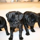 4 Welpen Mops II