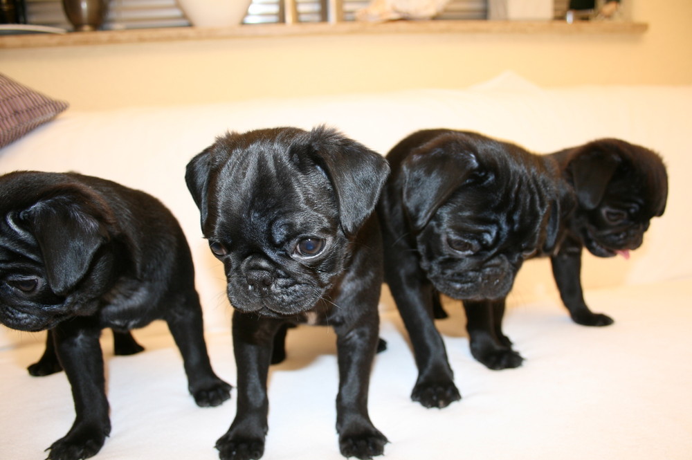 4 Welpen Mops II Foto & Bild tiere, tierkinder, natur Bilder auf