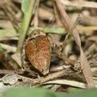 (4) Wer geht denn da wieder ??? Der ADERN-EICHELBOHRER (CURCULIO VENOSUS) ...