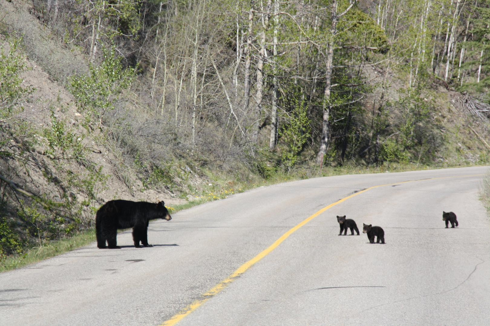 4 Wochen alte Schwarzbären in Canada