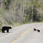 4 Wochen alte Schwarzbären in Canada