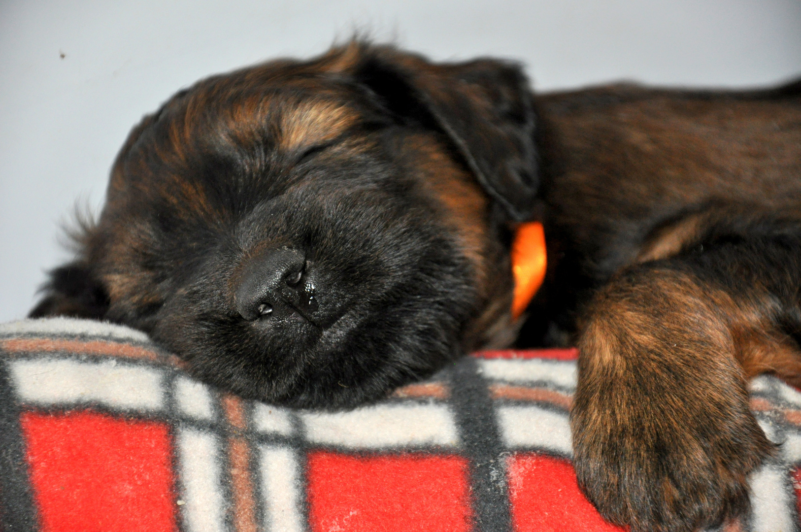 4 Wochen alter Briard