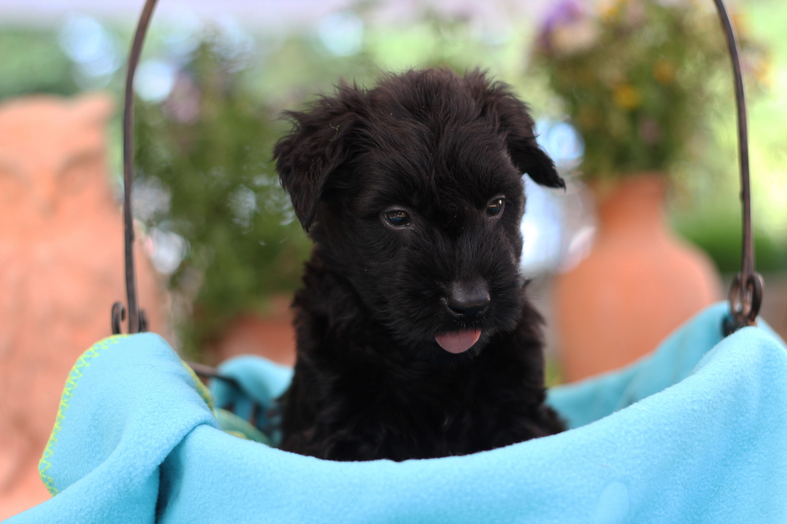 4 Wochen altes Briard Baby