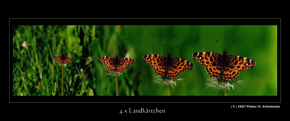 4 x kleiner Schmetterling