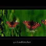 4 x kleiner Schmetterling