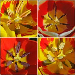 4 x Tulpe