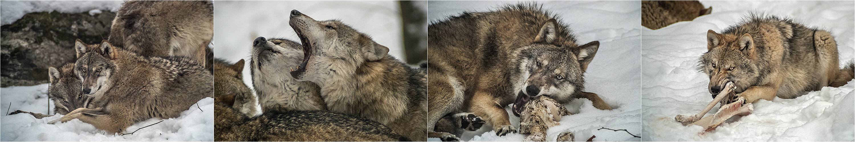 4 x WOLF im Nationalpark Bayerischer Wald