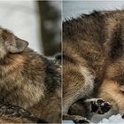 4 x WOLF im Nationalpark Bayerischer Wald