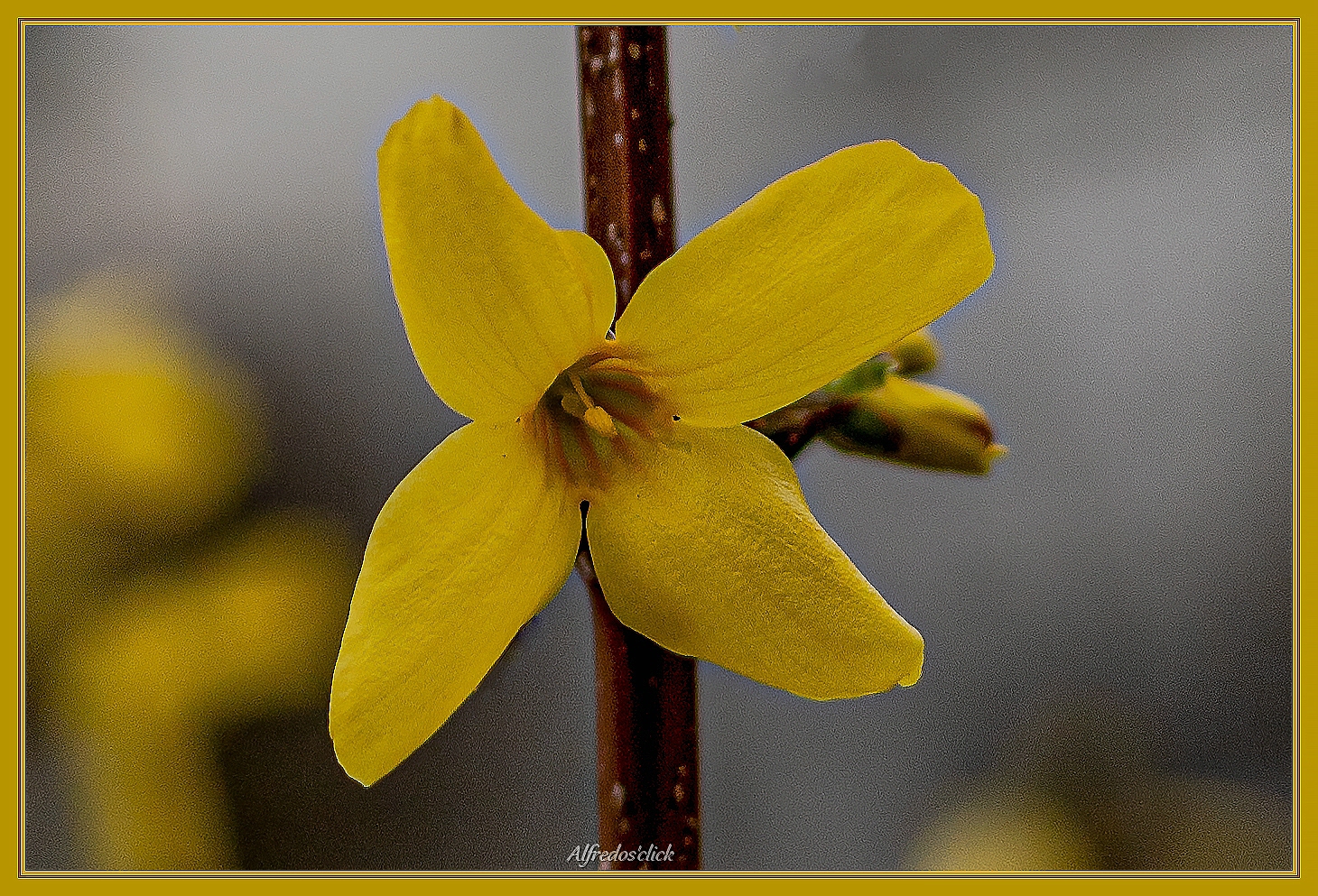 4 Yellow sheets