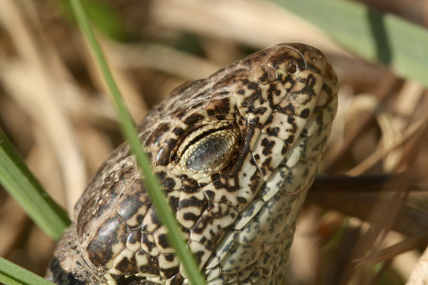 (4) ZAUNEIDECHSEN - meine Namenstagstierchen. LACERTA AGILIS