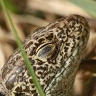 (4) ZAUNEIDECHSEN - meine Namenstagstierchen. LACERTA AGILIS