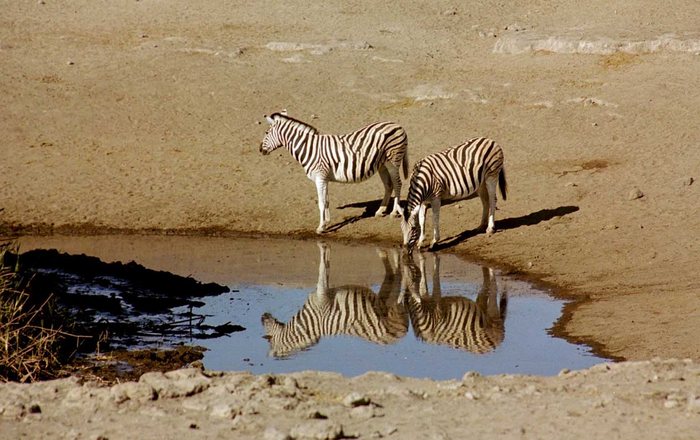 4 Zebras