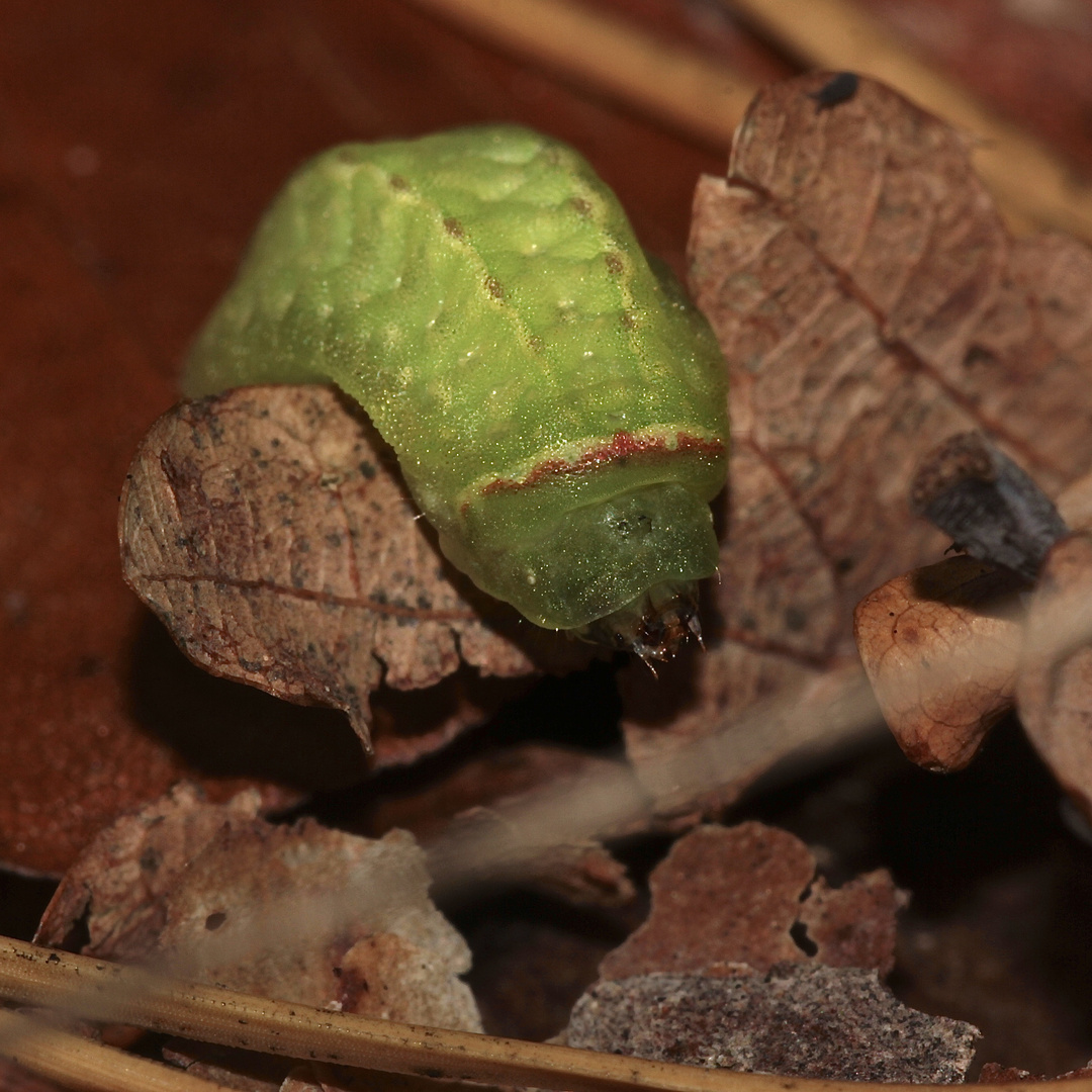 (4) Zwei Raupen des Großen Schneckenspinners (Apoda limacodes) vom 4.10.2017