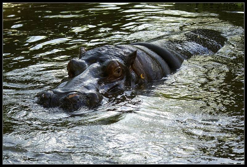 4000kg und schwimmt