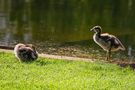 ein schlafendes und ein wachendes Nilgans-Küken von MiSi.Hef