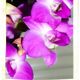 Ein Ausschnitt einer orchideenrispe