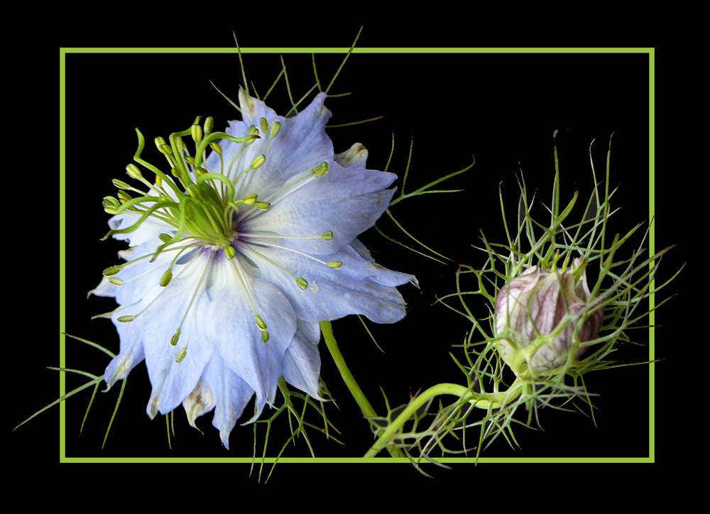 401 NIGELLA DAMASCENA